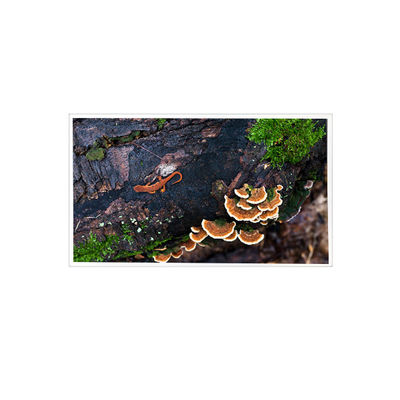 سعر جيد 15.6 بوصة 1920*1080 PT156FHM-N10 eDP 30 دبوس لوحة عرض شاشة LCD الانترنت