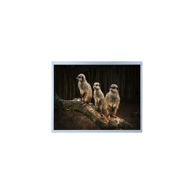 سعر جيد PD121XL2 1024*768 12.1 بوصة شاشة LCD للخارج الانترنت