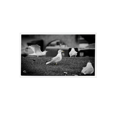 سعر جيد 1200*1920 QV080WUM-N40 8.0 بوصة شاشة شاشة LCD للكاميرا اللوحية الانترنت