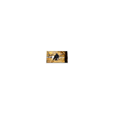 سعر جيد 5.0 بوصة P50AN3AP02 600*234 240 cd/m2 شاشة عرض LCD الانترنت
