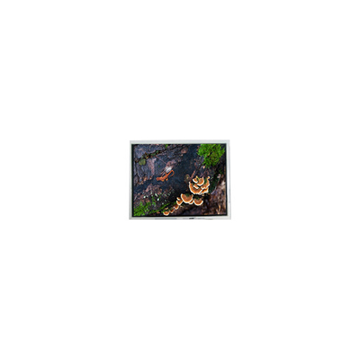 سعر جيد جديد 3.0 بوصة 30WQF0H 240 * 400 5S1P WLED شاشة LCD الانترنت