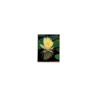 سعر جيد 1080*1920 PP060IC-01D 6.0 بوصة 1000: 1 لوحة شاشة LCD الانترنت
